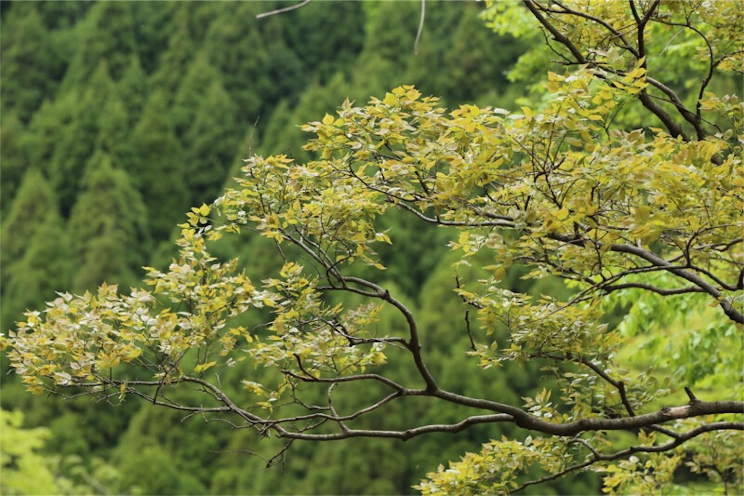 f:id:Jiroviolet:20180502200647j:image