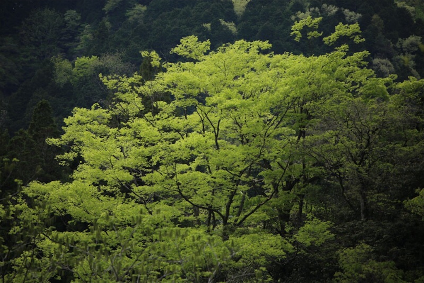 f:id:Jiroviolet:20180502200755j:image