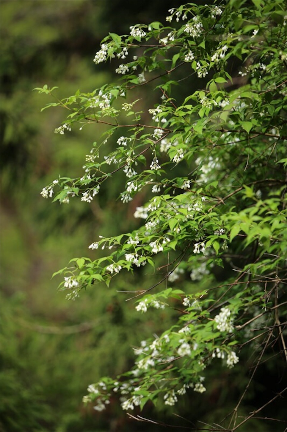 f:id:Jiroviolet:20180502200826j:image