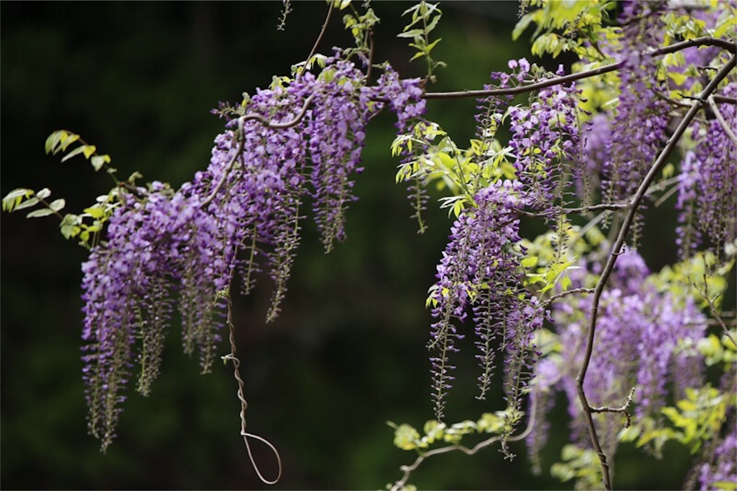 f:id:Jiroviolet:20180502205137j:image