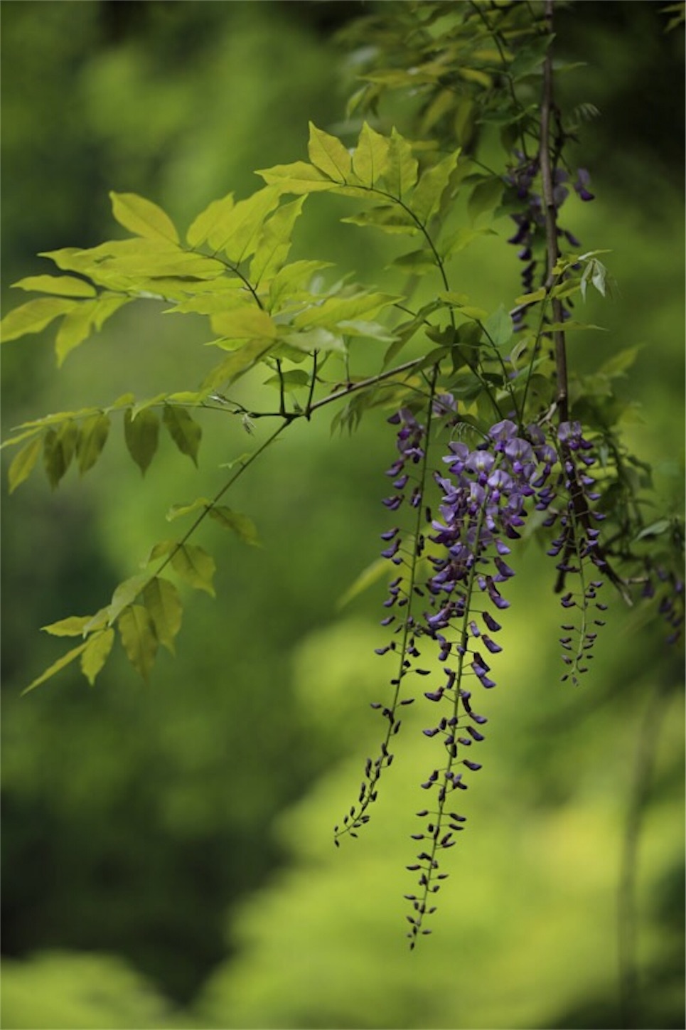 f:id:Jiroviolet:20180502205148j:image