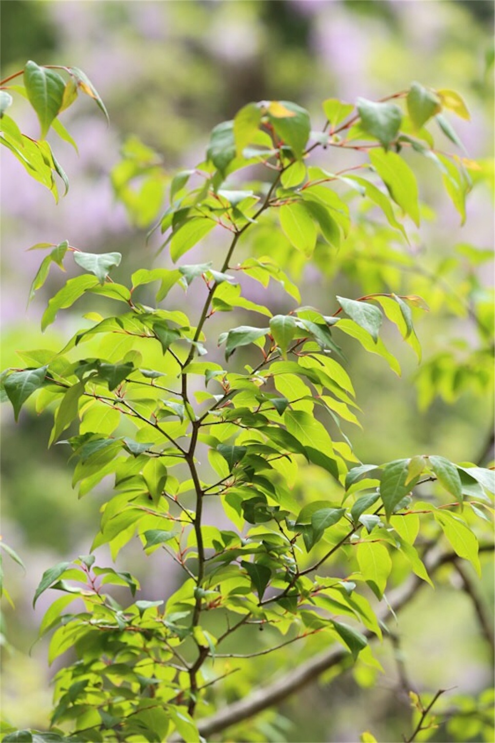 f:id:Jiroviolet:20180505200748j:image f:id:Jiroviolet:20180505200748j:image