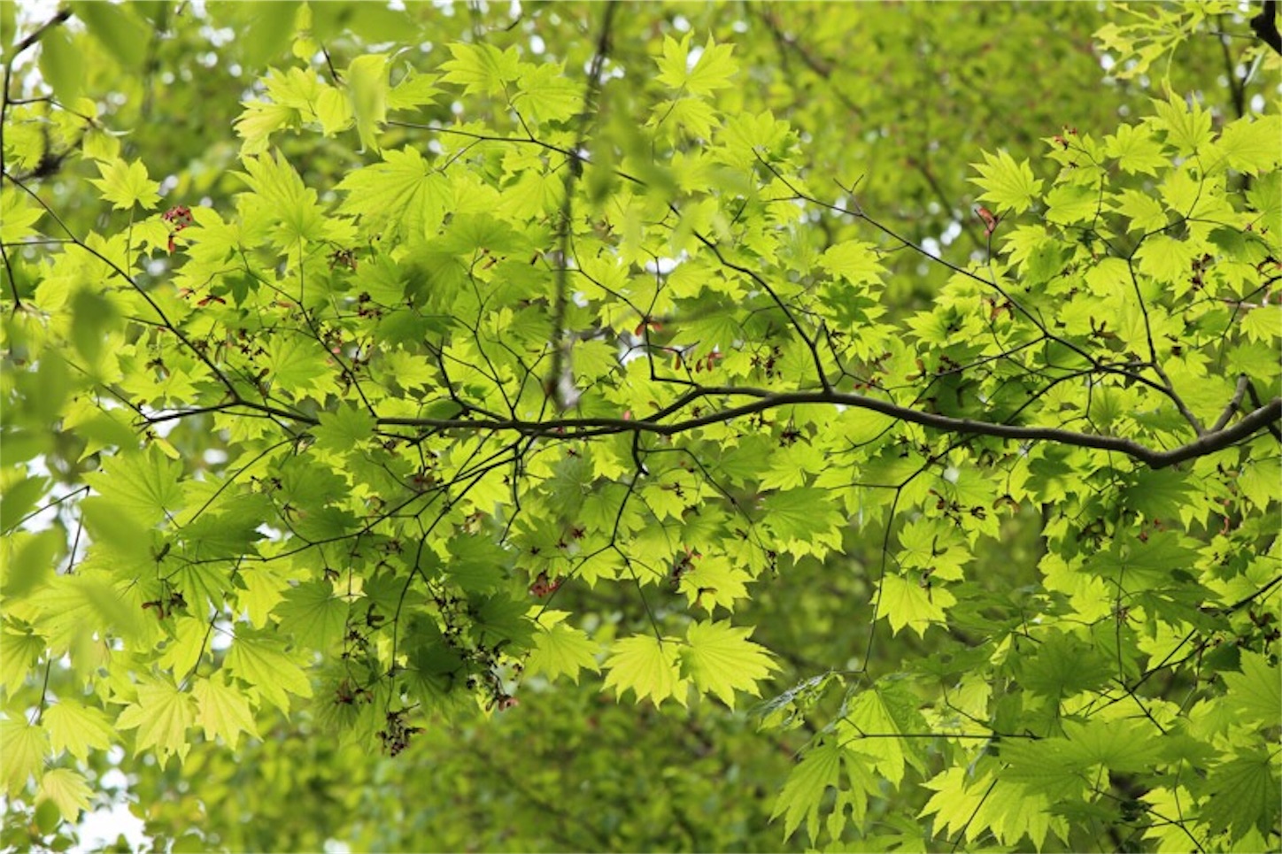 f:id:Jiroviolet:20180505200807j:image f:id:Jiroviolet:20180505200807j:image