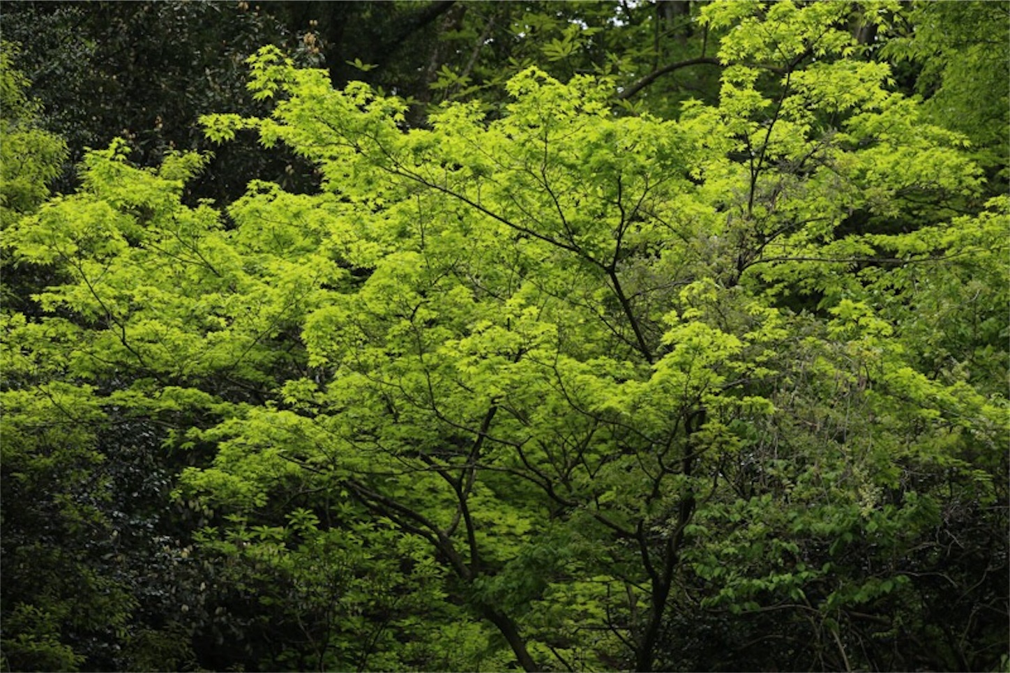 f:id:Jiroviolet:20180505200901j:image f:id:Jiroviolet:20180505200901j:image