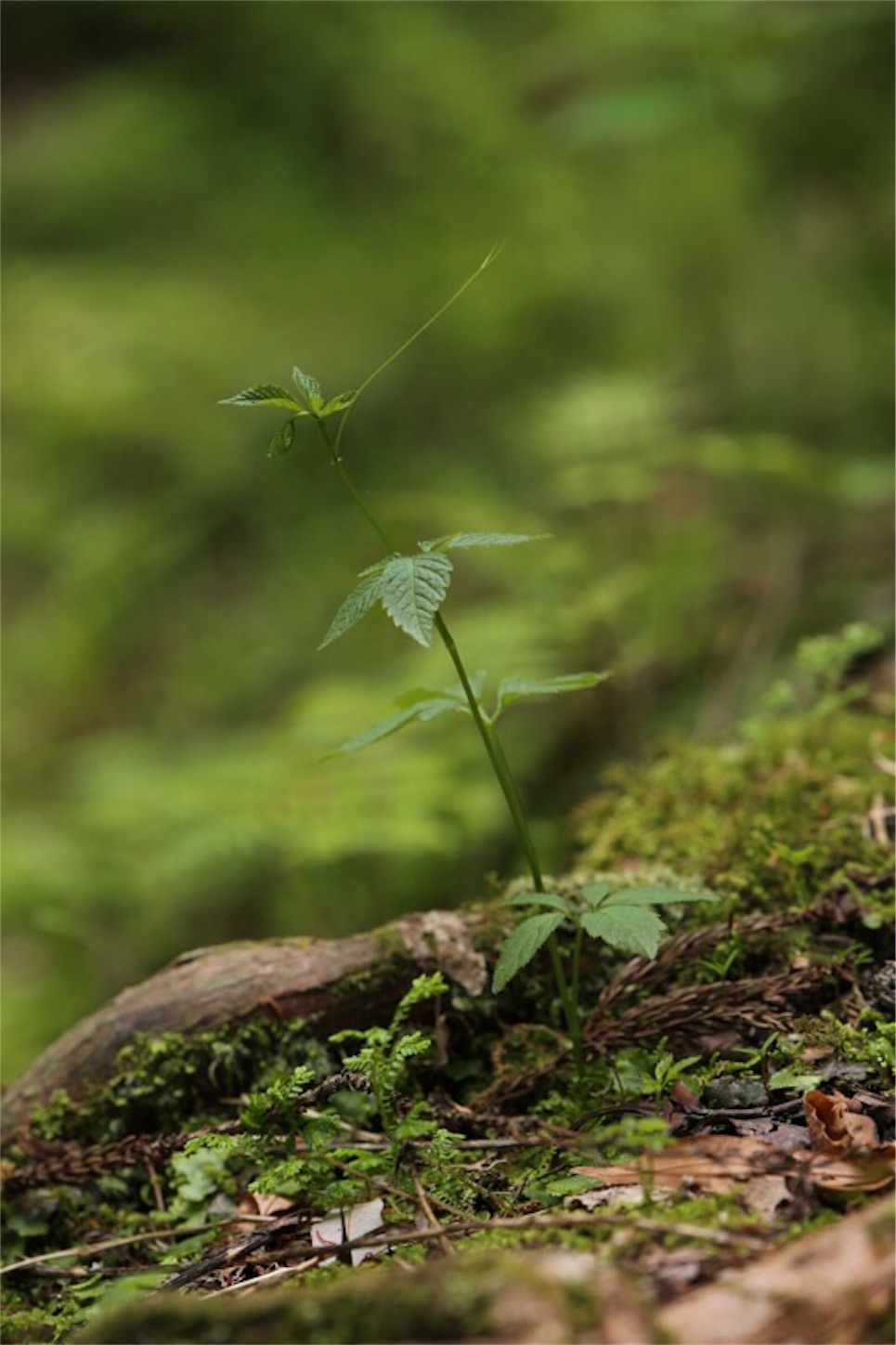 f:id:Jiroviolet:20180505200927j:image f:id:Jiroviolet:20180505200927j:image
