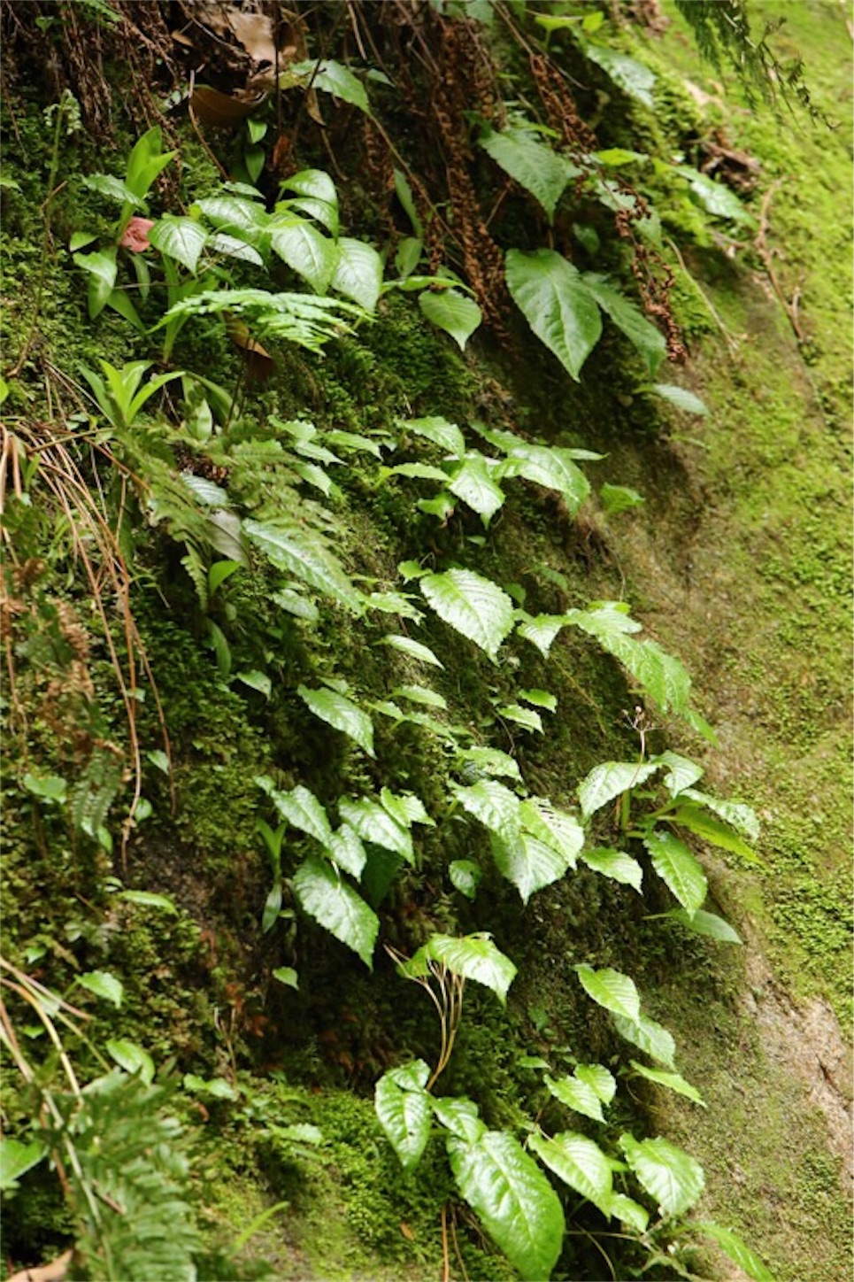 f:id:Jiroviolet:20180505200946j:image f:id:Jiroviolet:20180505200946j:image