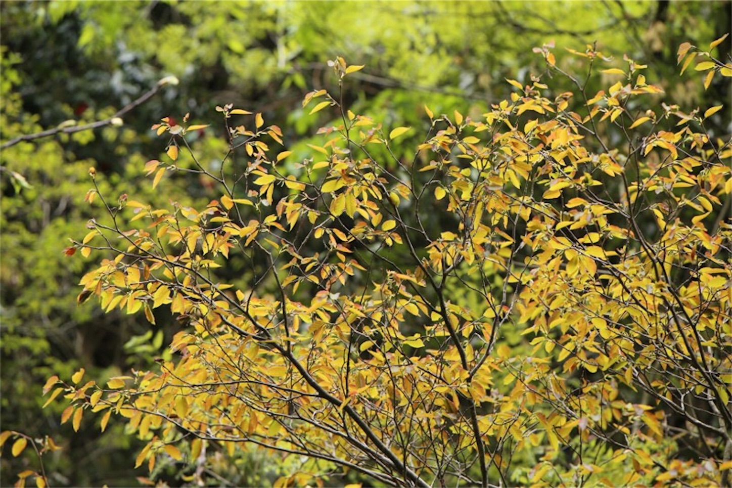 f:id:Jiroviolet:20180505201000j:image f:id:Jiroviolet:20180505201000j:image