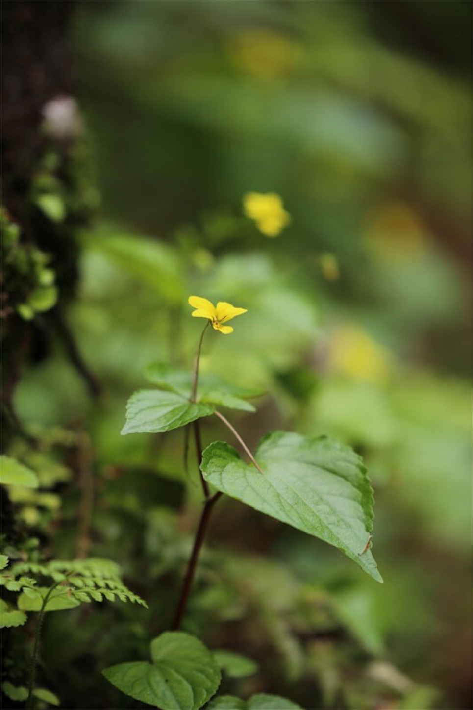 f:id:Jiroviolet:20180505201031j:image f:id:Jiroviolet:20180505201031j:image