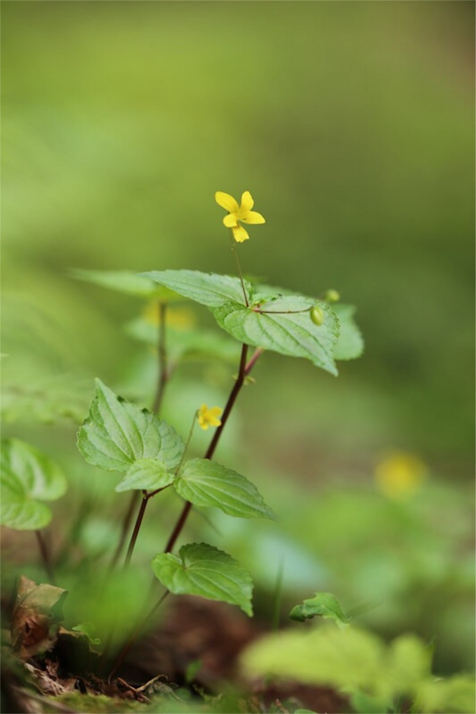 f:id:Jiroviolet:20180505201101j:image f:id:Jiroviolet:20180505201101j:image