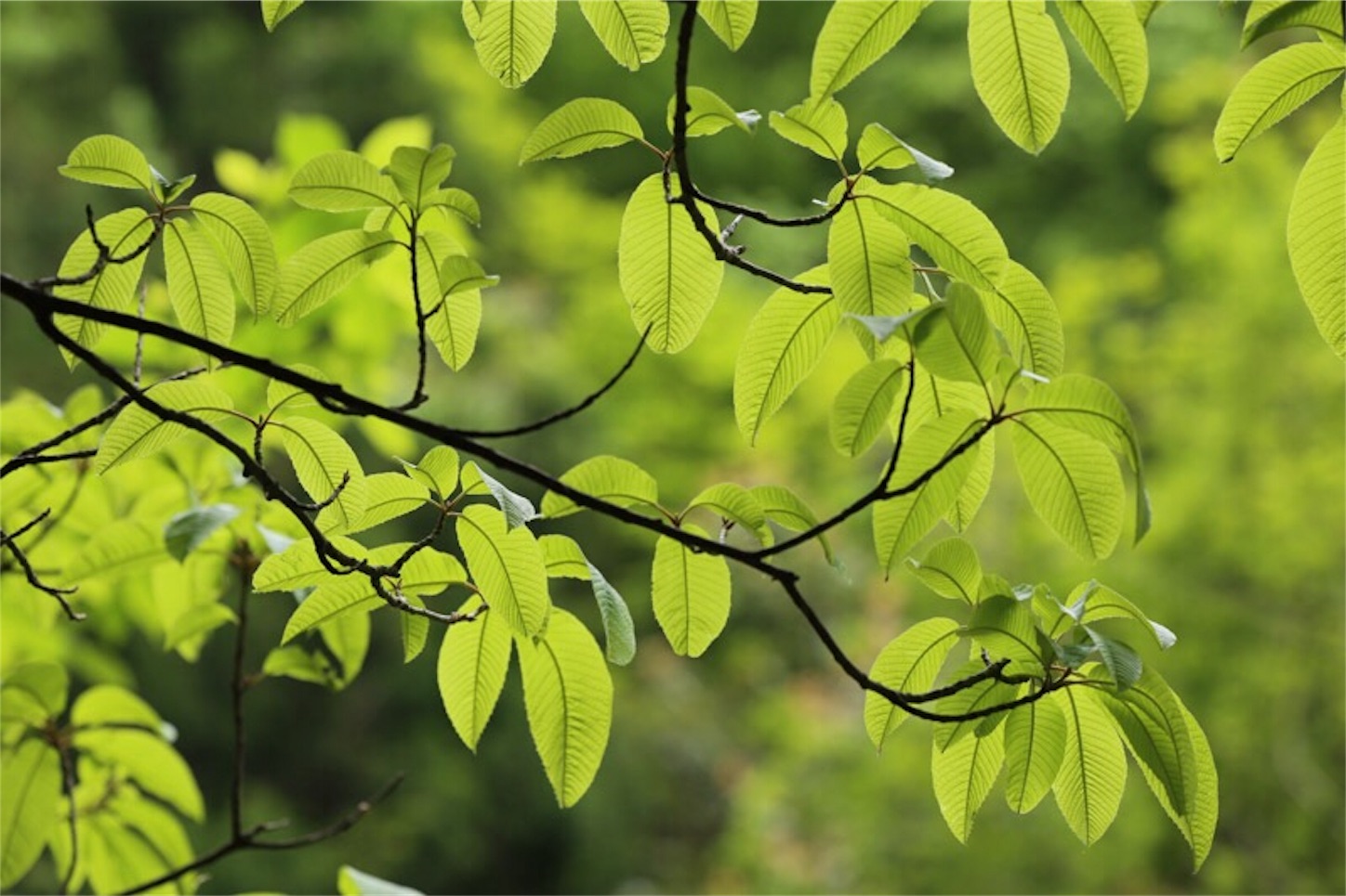 f:id:Jiroviolet:20180505201116j:image f:id:Jiroviolet:20180505201116j:image