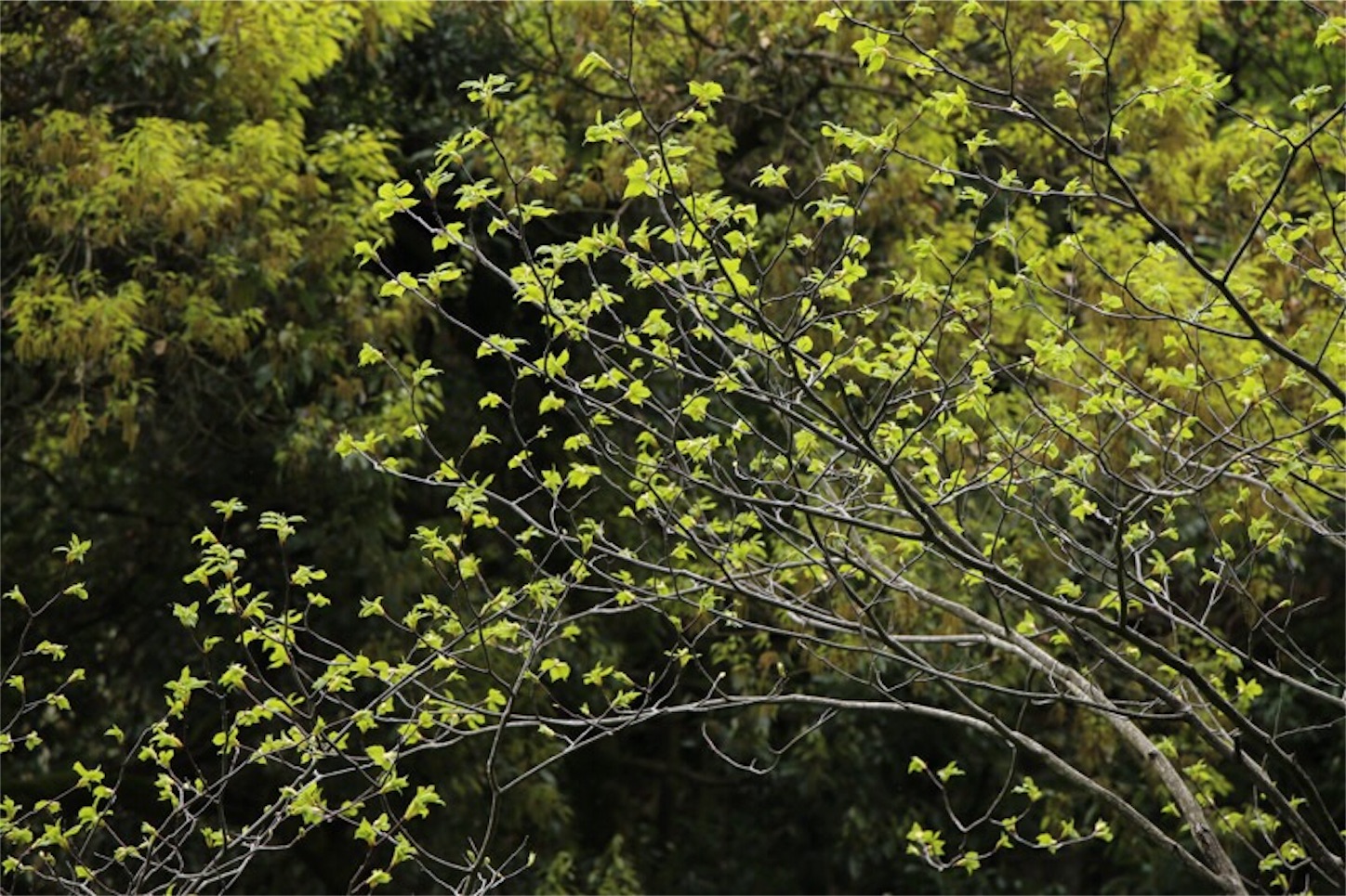 f:id:Jiroviolet:20180505201359j:image f:id:Jiroviolet:20180505201359j:image
