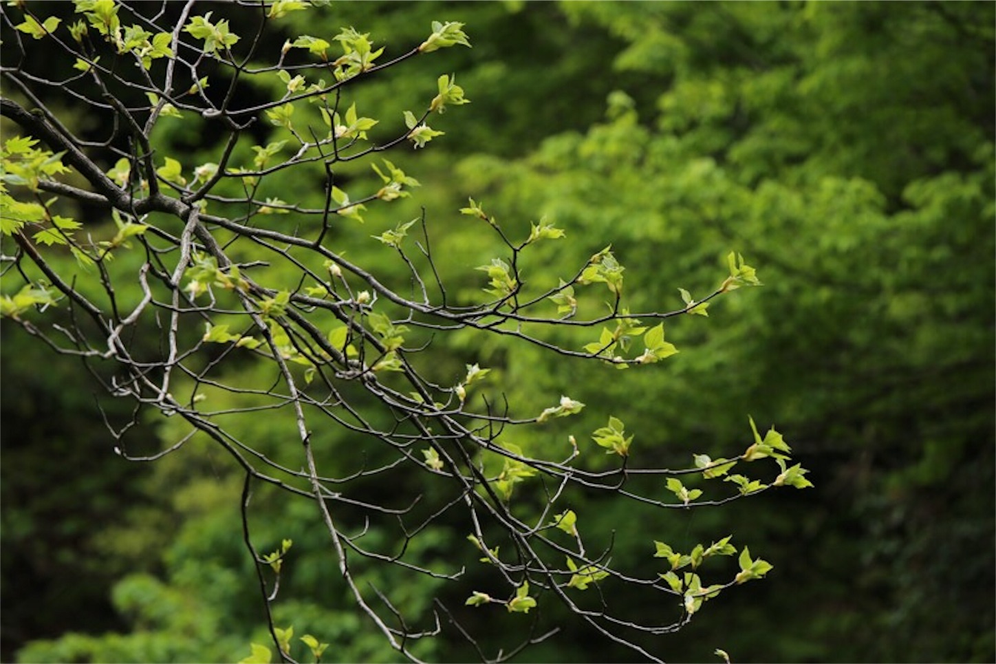 f:id:Jiroviolet:20180505201413j:image f:id:Jiroviolet:20180505201413j:image