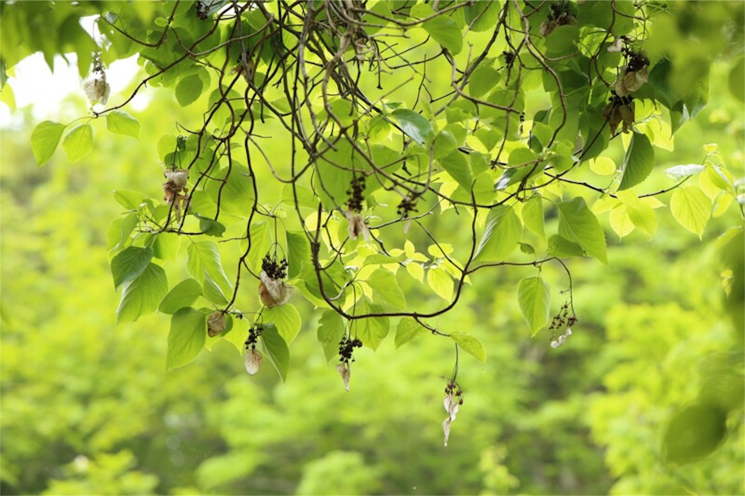 f:id:Jiroviolet:20180505201605j:image f:id:Jiroviolet:20180505201605j:image