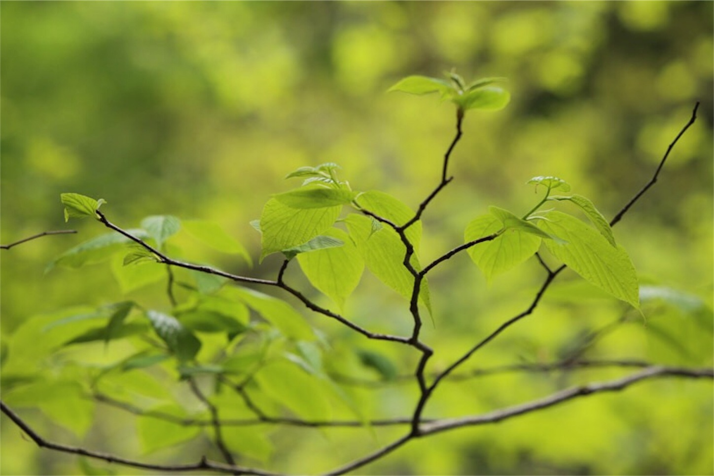 f:id:Jiroviolet:20180505202420j:image f:id:Jiroviolet:20180505202420j:image