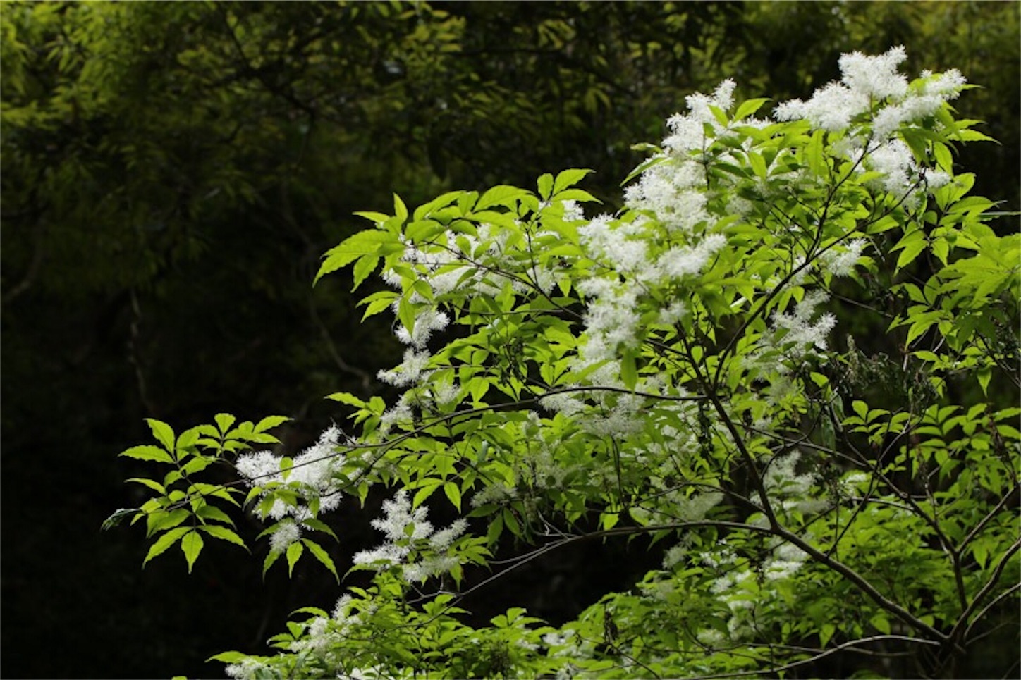 f:id:Jiroviolet:20180505202502j:image f:id:Jiroviolet:20180505202502j:image