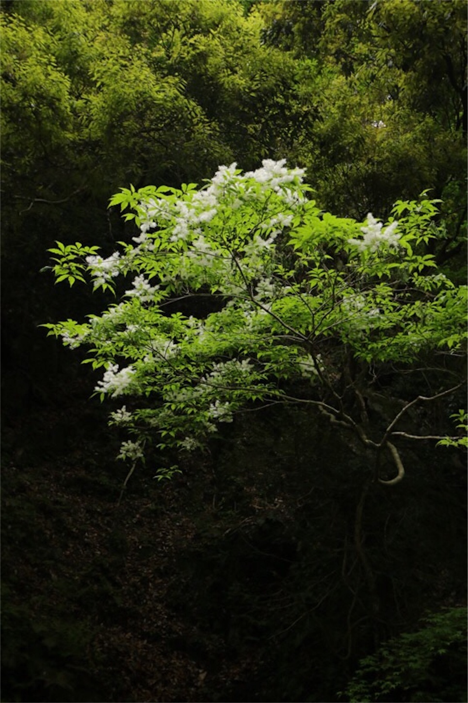 f:id:Jiroviolet:20180505202520j:image f:id:Jiroviolet:20180505202520j:image