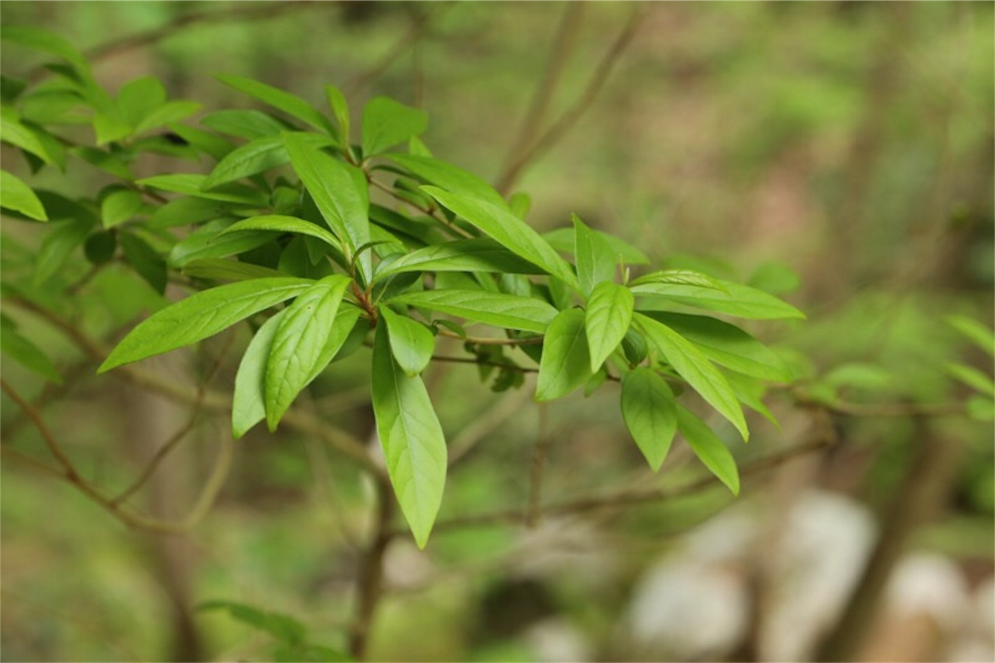 f:id:Jiroviolet:20180505202725j:image f:id:Jiroviolet:20180505202725j:image