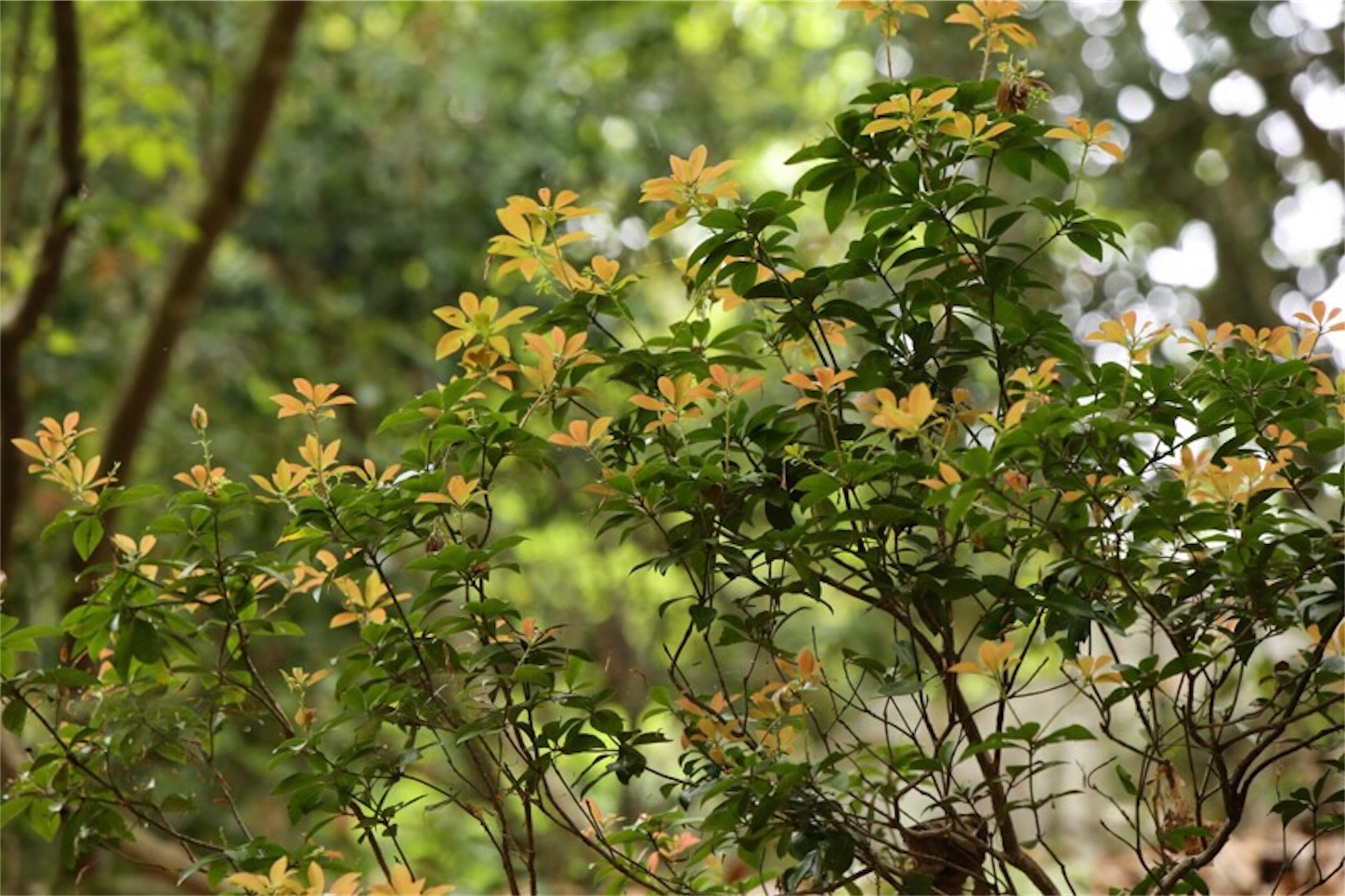 f:id:Jiroviolet:20180505202747j:image f:id:Jiroviolet:20180505202747j:image