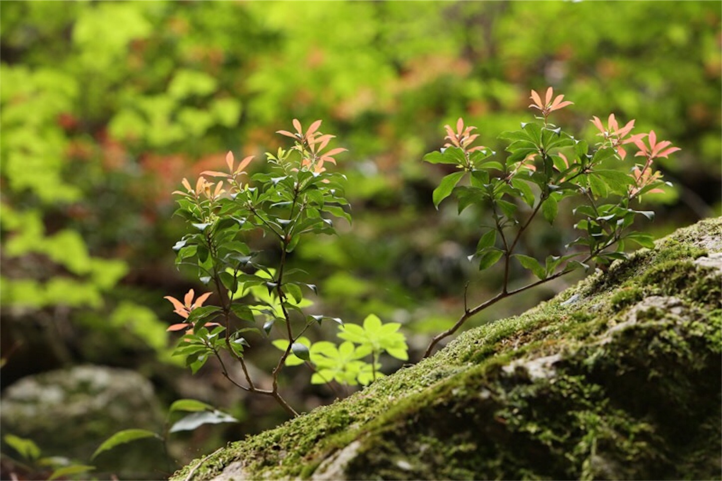 f:id:Jiroviolet:20180505202909j:image f:id:Jiroviolet:20180505202909j:image