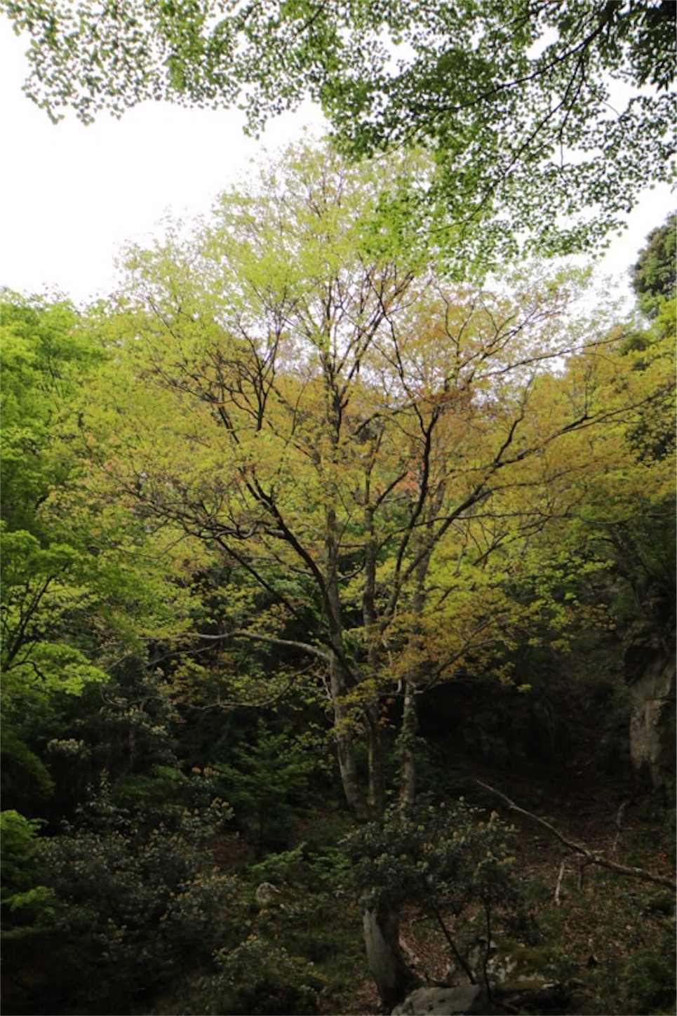 f:id:Jiroviolet:20180505203004j:image f:id:Jiroviolet:20180505203004j:image