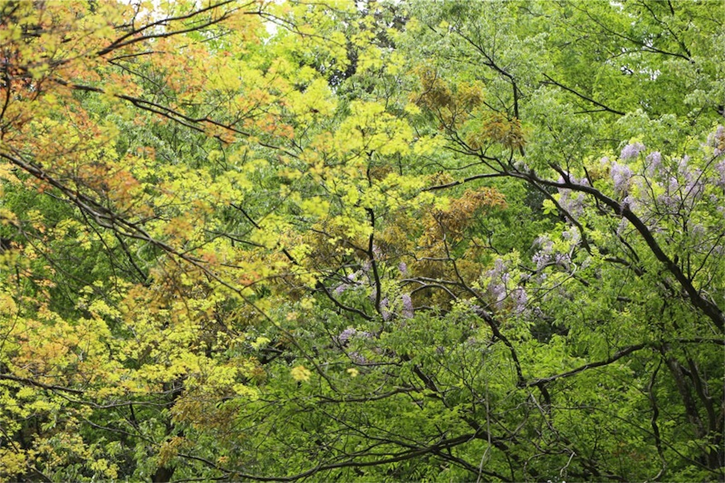 f:id:Jiroviolet:20180505203039j:image f:id:Jiroviolet:20180505203039j:image
