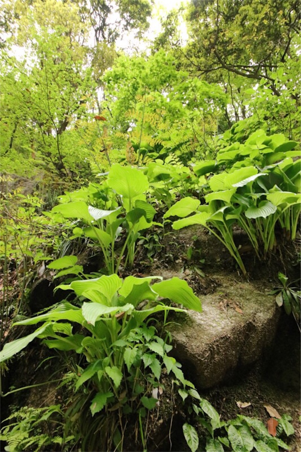 f:id:Jiroviolet:20180505203141j:image f:id:Jiroviolet:20180505203141j:image