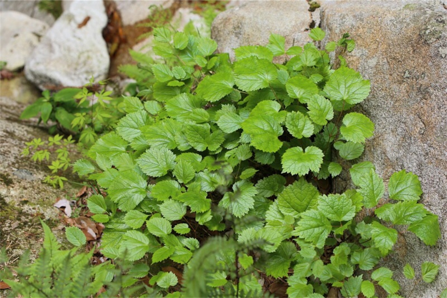 f:id:Jiroviolet:20180505203227j:image f:id:Jiroviolet:20180505203227j:image