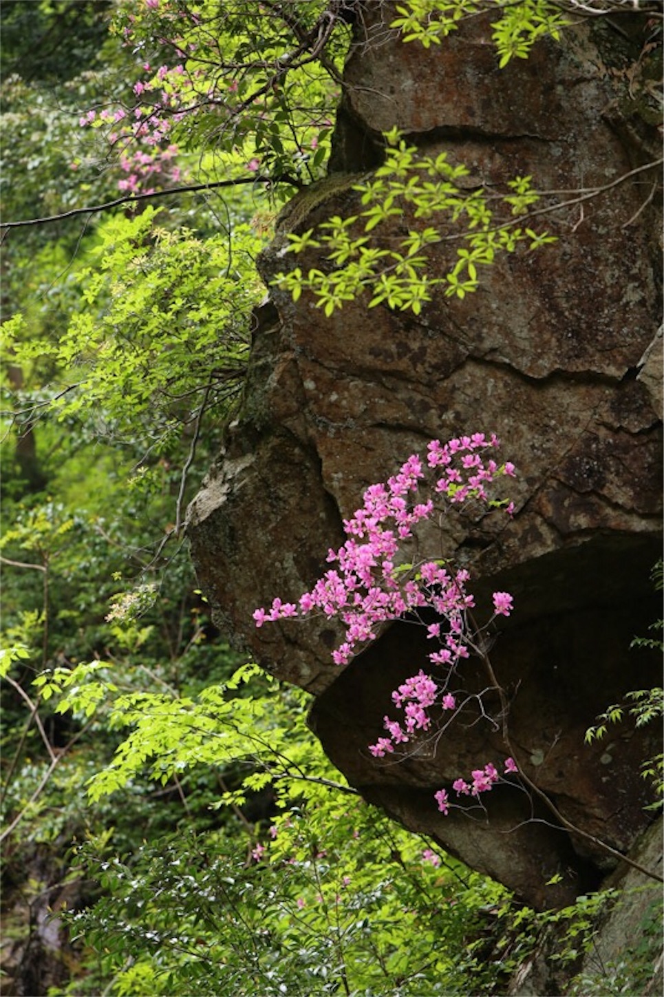 f:id:Jiroviolet:20180505203350j:image f:id:Jiroviolet:20180505203350j:image