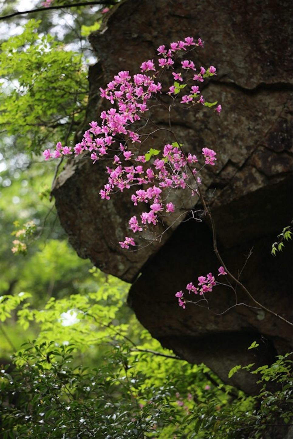 f:id:Jiroviolet:20180505203400j:image f:id:Jiroviolet:20180505203400j:image
