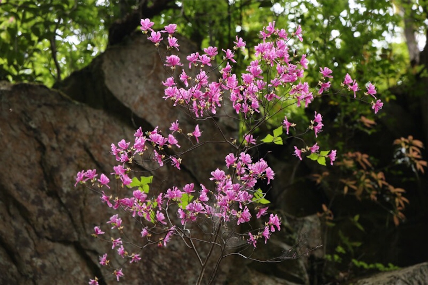 f:id:Jiroviolet:20180505203412j:image f:id:Jiroviolet:20180505203412j:image