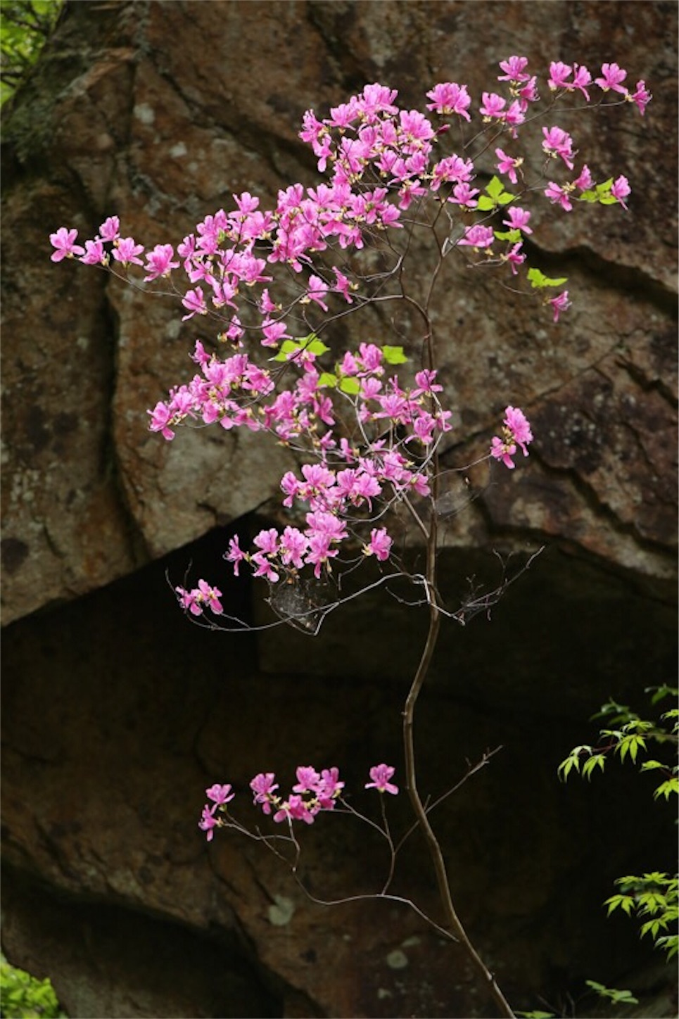 f:id:Jiroviolet:20180505203426j:image f:id:Jiroviolet:20180505203426j:image