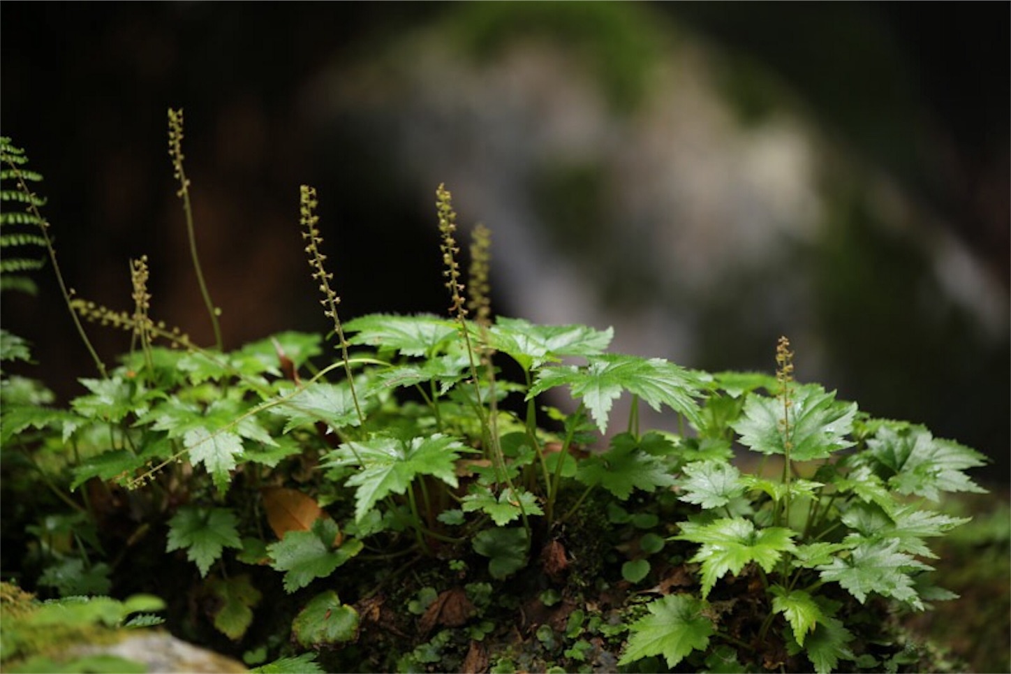 f:id:Jiroviolet:20180505203519j:image f:id:Jiroviolet:20180505203519j:image