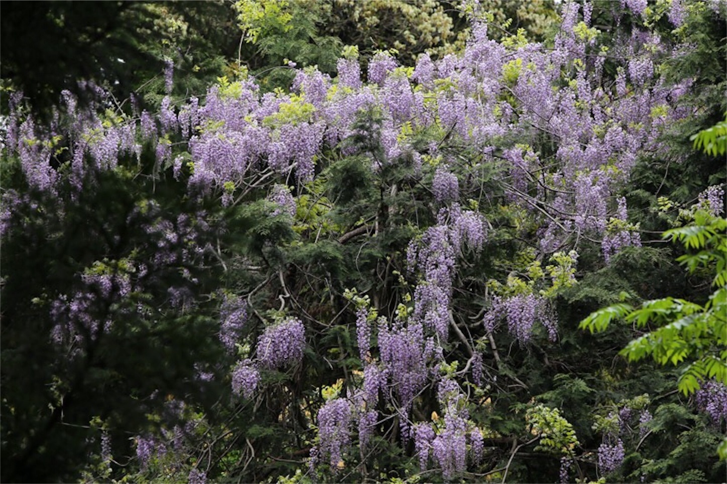 f:id:Jiroviolet:20180505222410j:image f:id:Jiroviolet:20180505222410j:image