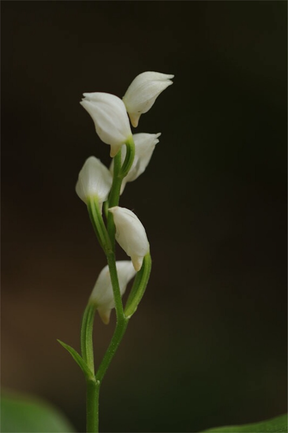 f:id:Jiroviolet:20180506212201j:image
