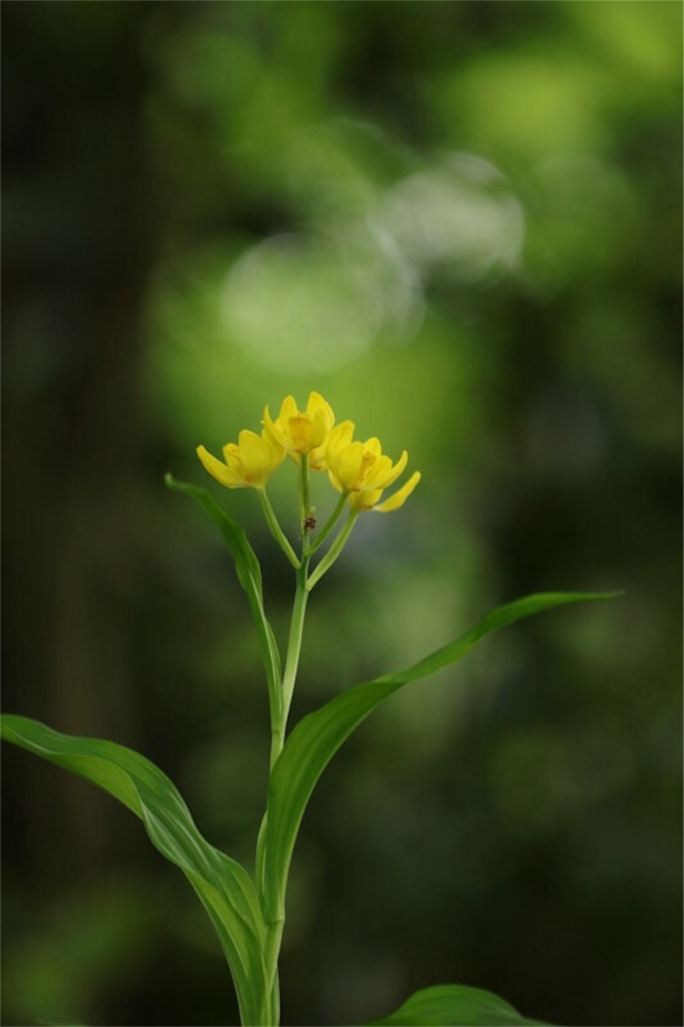 f:id:Jiroviolet:20180506212226j:image