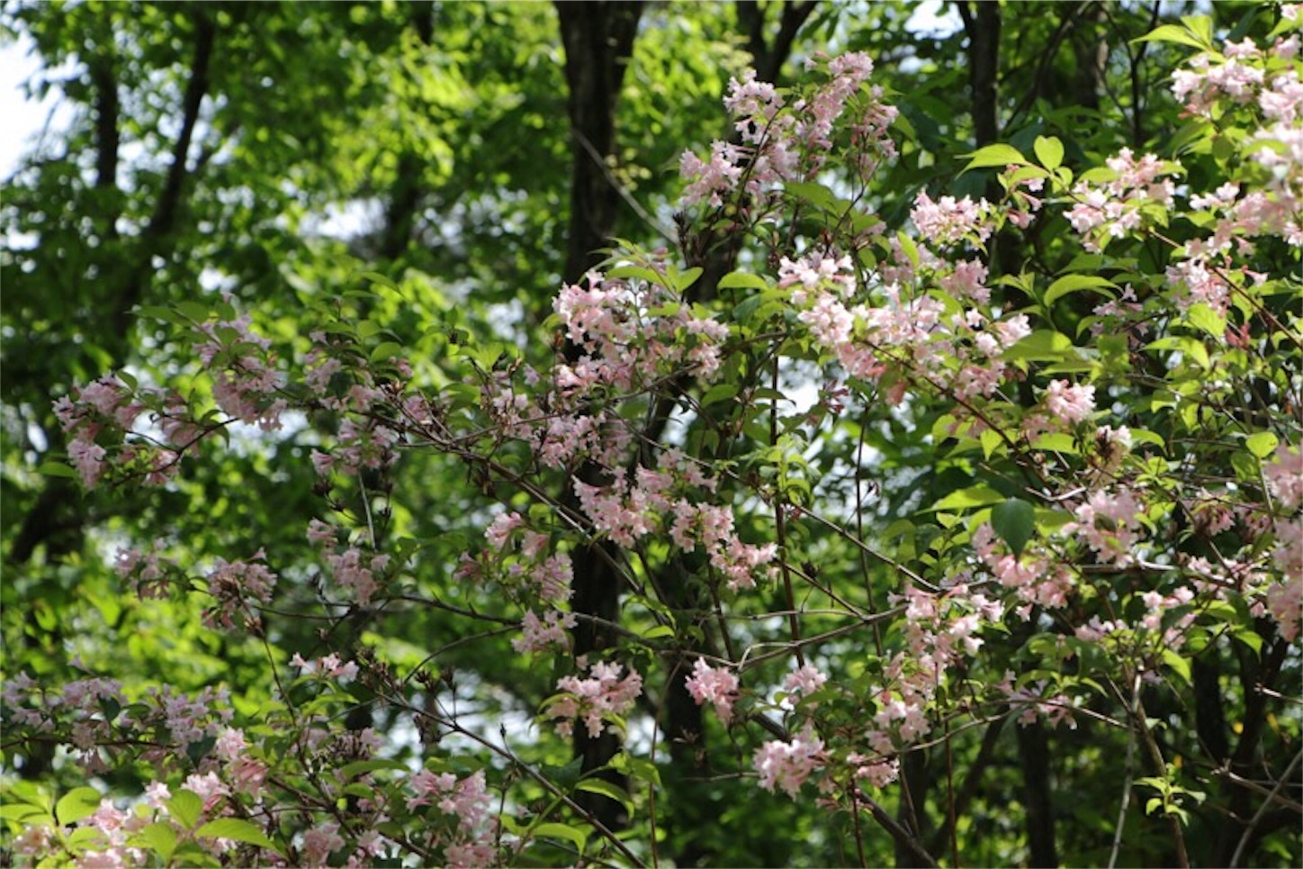 f:id:Jiroviolet:20180513171911j:image