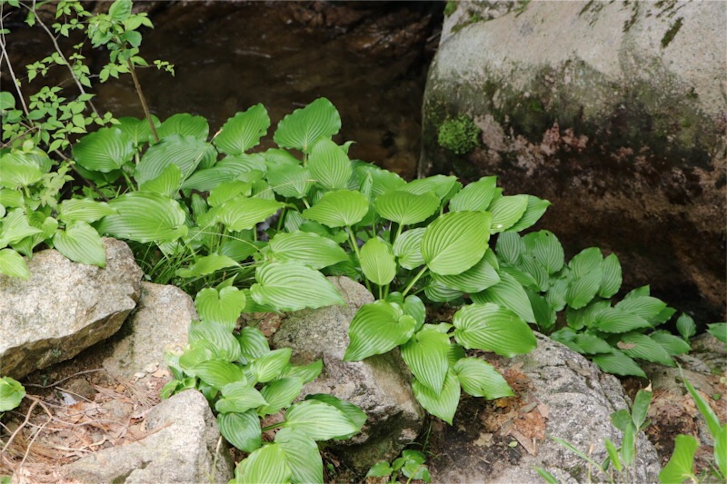 f:id:Jiroviolet:20180513171928j:image