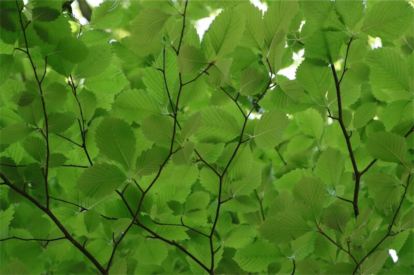 f:id:Jiroviolet:20180513172328j:image
