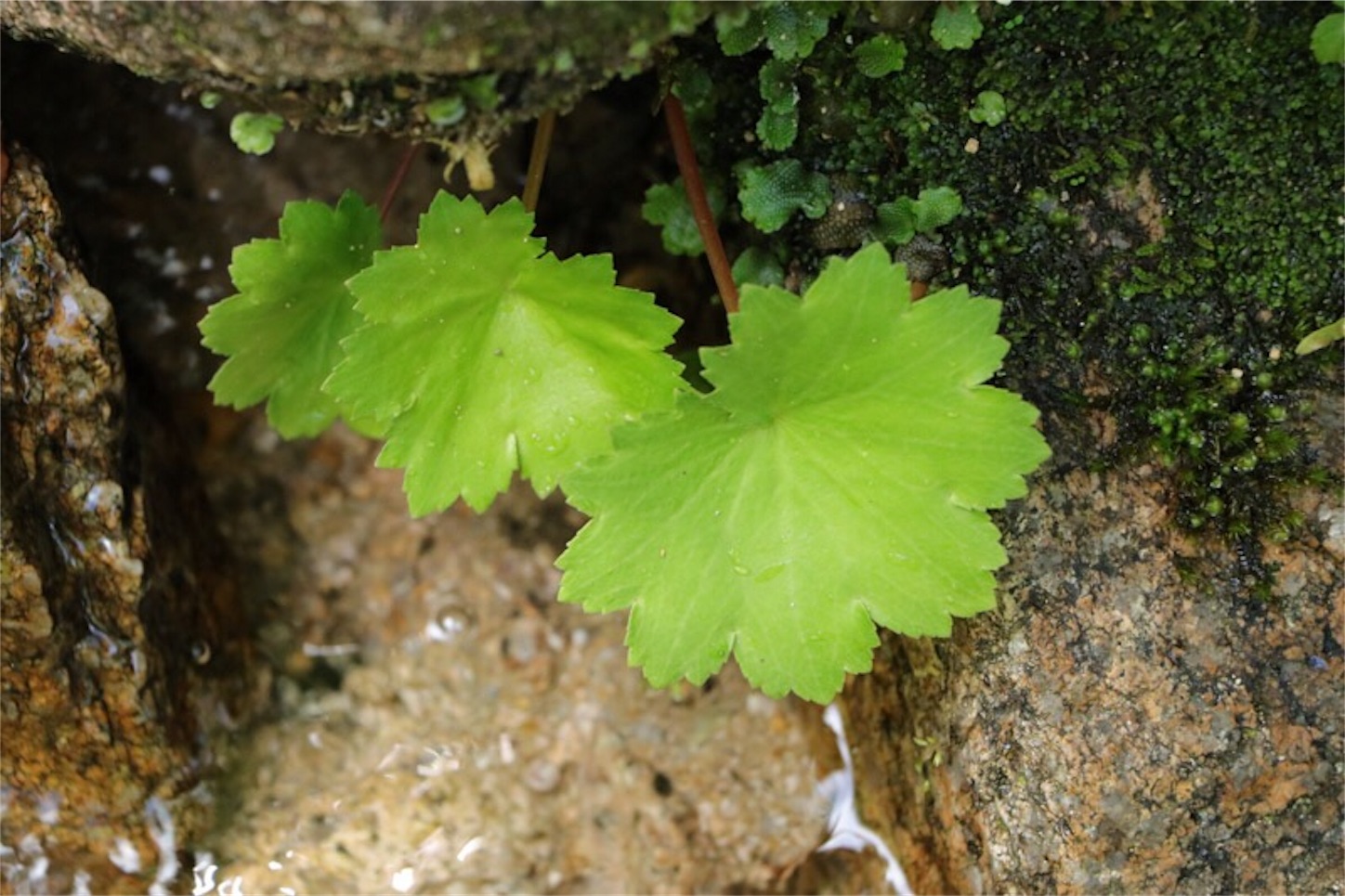 f:id:Jiroviolet:20180513173322j:image