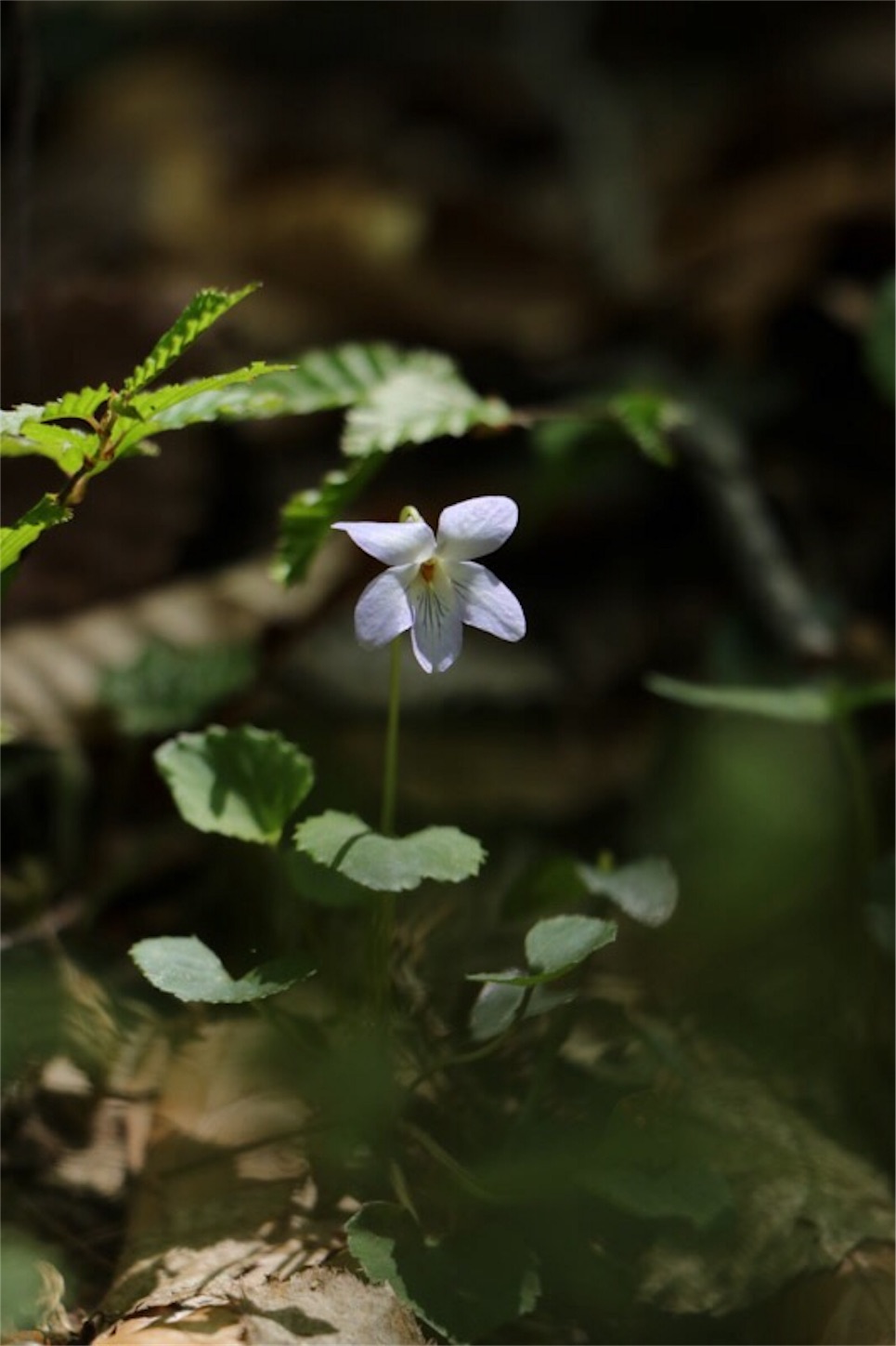 f:id:Jiroviolet:20180513173421j:image