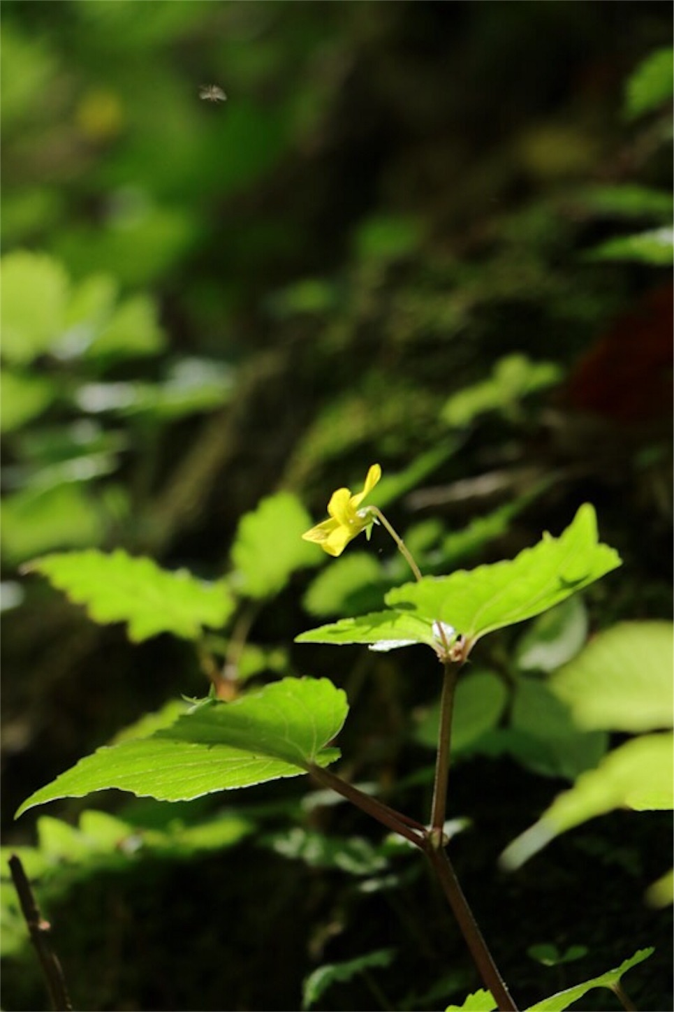f:id:Jiroviolet:20180513173449j:image