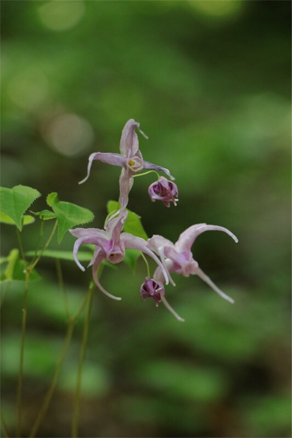 f:id:Jiroviolet:20180513173557j:image