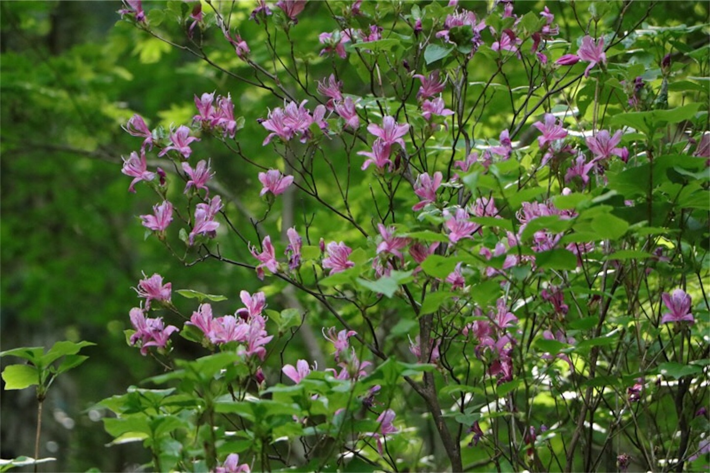 f:id:Jiroviolet:20180513173633j:image