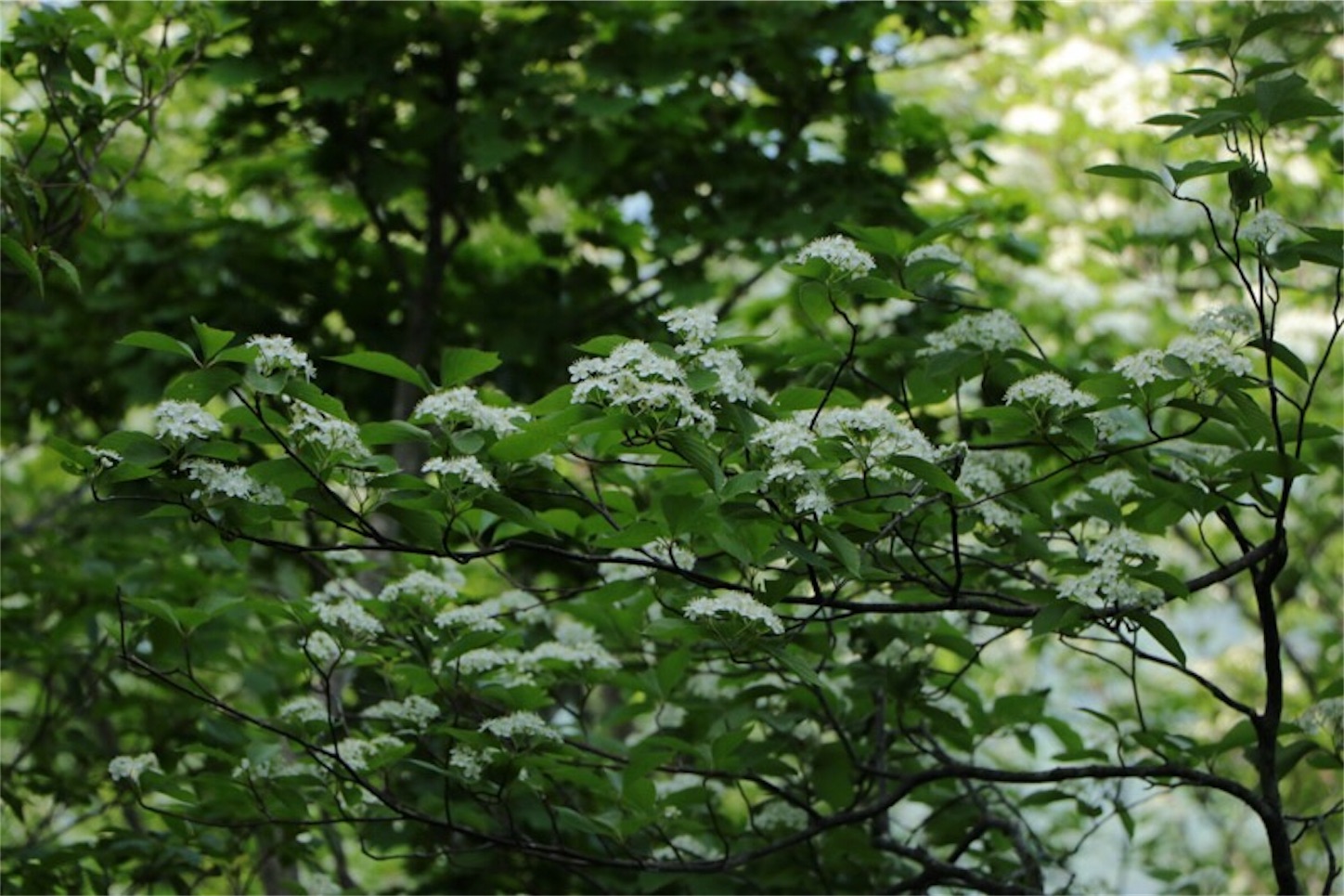 f:id:Jiroviolet:20180513174317j:image