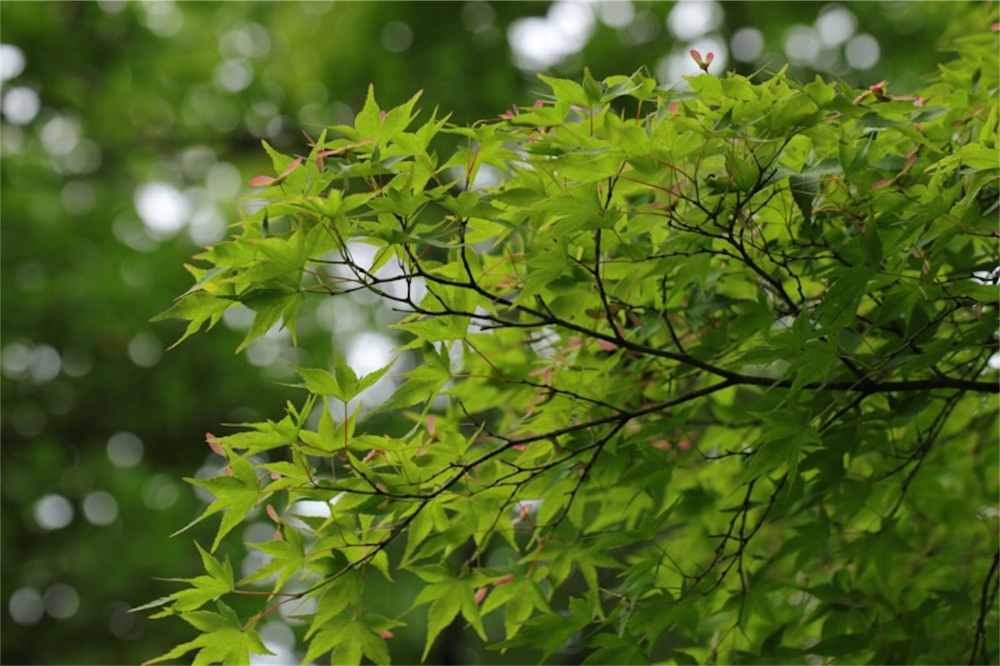 f:id:Jiroviolet:20180519174230j:image