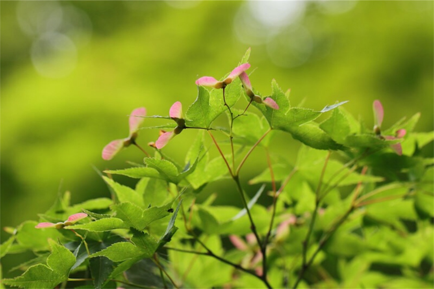f:id:Jiroviolet:20180519174244j:image