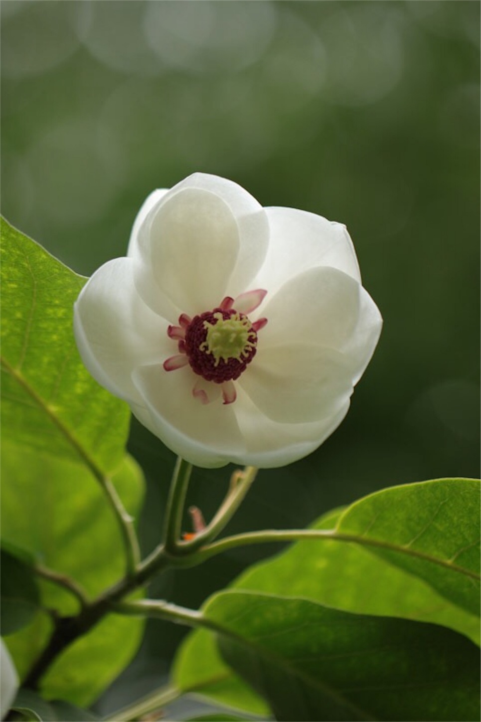 f:id:Jiroviolet:20180519180427j:image