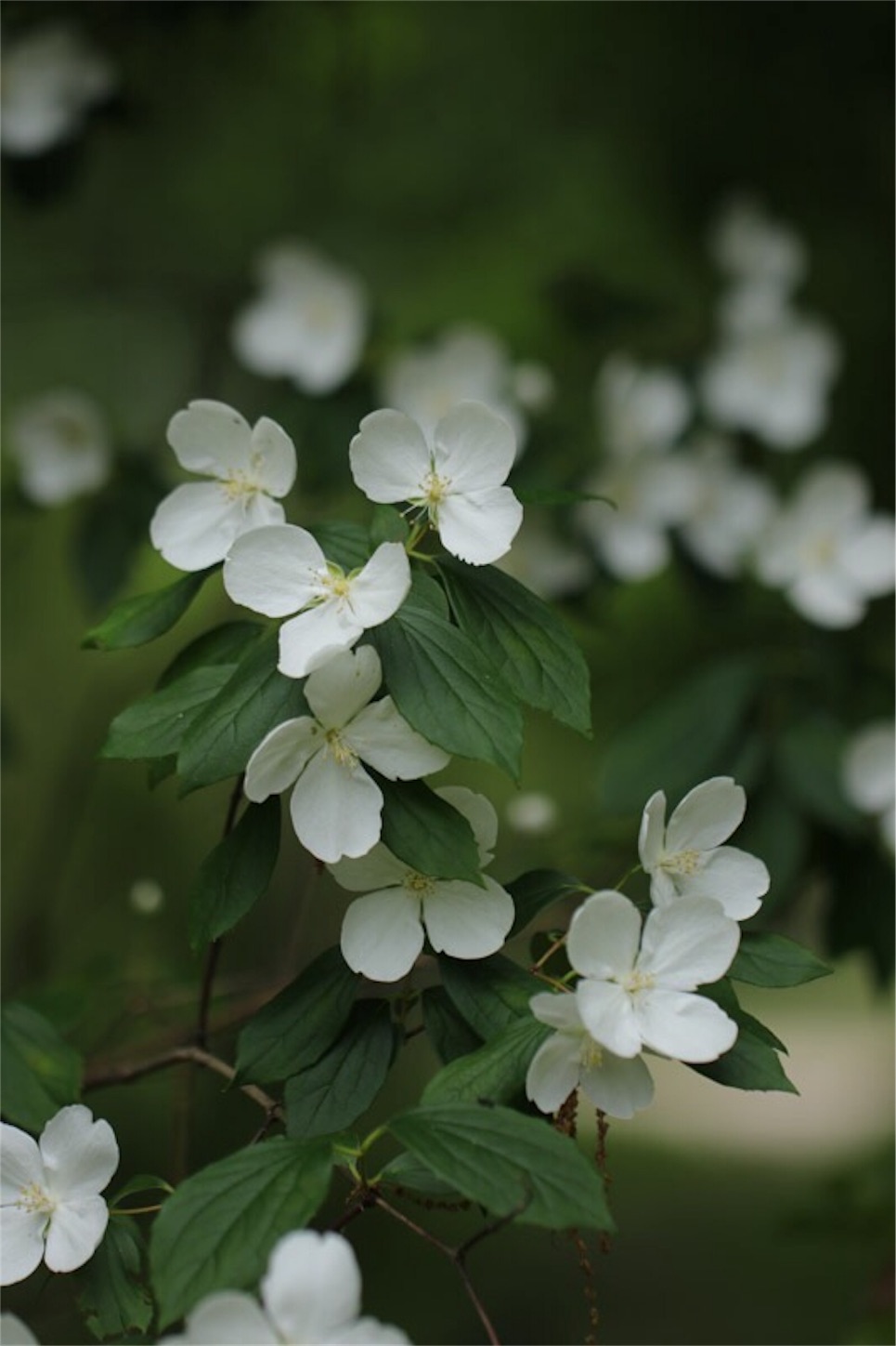 f:id:Jiroviolet:20180519180959j:image