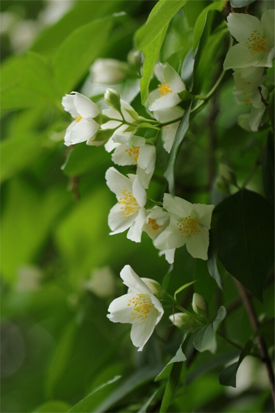 f:id:Jiroviolet:20180519181030j:image