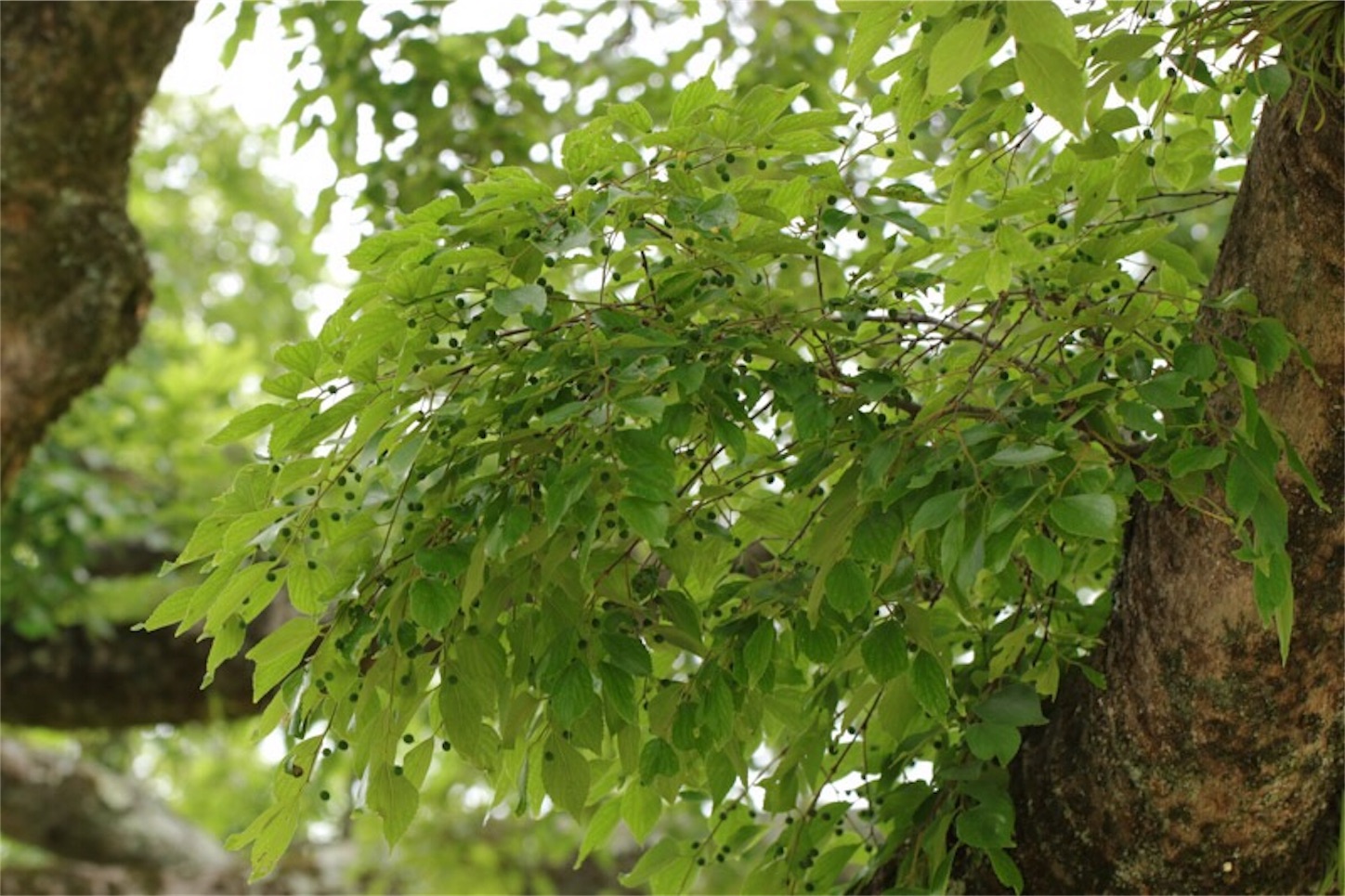 f:id:Jiroviolet:20180519181130j:image